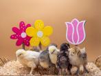 Brahma kippen baby kuikens hennetjes, gesekst en ingeënt, Dieren en Toebehoren, Pluimvee, Kip, Vrouwelijk