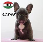 Prachtige blauwe Franse Bulldog-puppy’s te koop, 15 weken tot 1 jaar, Buitenland, Meerdere, Overige rassen