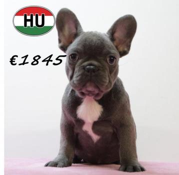 Prachtige blauwe Franse Bulldog-puppy’s te koop beschikbaar voor biedingen