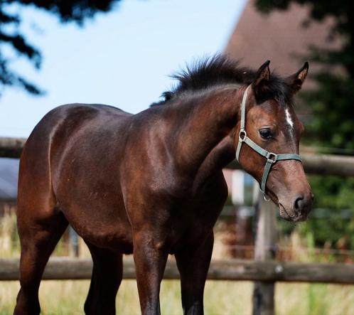 Zeer chique talentvolle Contagio x Nabab de Reve!, Animaux & Accessoires, Chevaux, Étalon, Non dressé, 170 à 175 cm, 0 à 2 ans