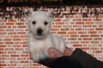 Chiots West Highland White Terrier (westie), avec pedigree !, Animaux & Accessoires, Chiens | Jack Russell & Terriers, Autres races