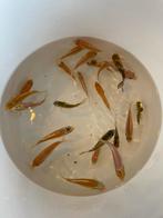 Assortiment baby koi 4-7 cm 23 stuks, Karper of Koi