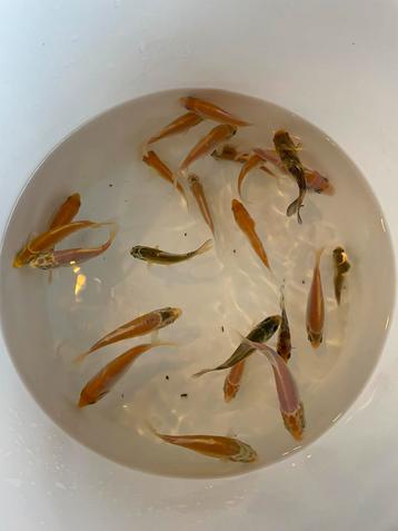 Assortiment baby koi 4-7 cm 23 stuks beschikbaar voor biedingen