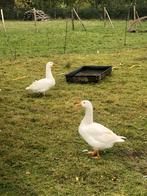Koppeltje witte ganzen, Dieren en Toebehoren, Pluimvee