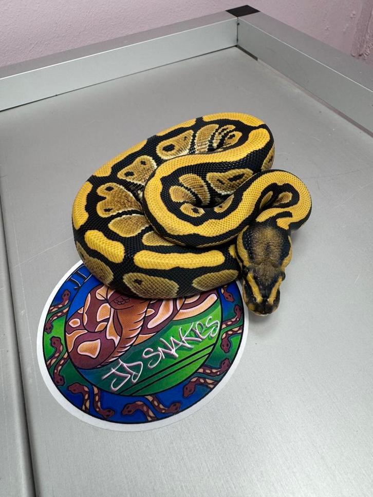 Group sale ball pythons, Animaux & Accessoires, Reptiles & Amphibiens