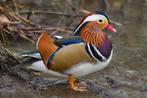 Mandarijneend, Dieren en Toebehoren, Pluimvee, Meerdere dieren, Eend