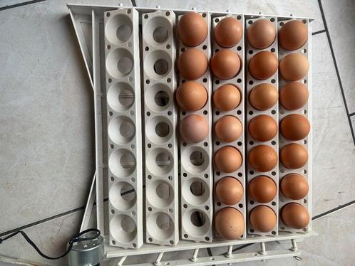 Barnevelder broedeieren, Dieren en Toebehoren, Pluimvee, Kip