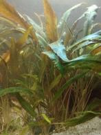 Plante d'aquarium, Animaux & Accessoires, Poissons | Poissons d'aquarium