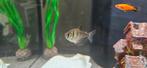 Vis Black tetra, Vis