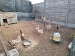 8 hennen en een haan cream legbar beschikbaar, Dieren en Toebehoren