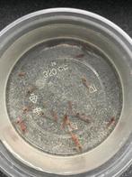 +20 vuurgarnalen / 10 endler guppy mannen / pot levermos, Dieren en Toebehoren, Vis, Zoetwatervis, Schoolvis