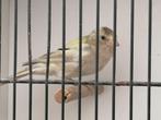 Botvinken, Dieren en Toebehoren, Vogels | Overige Vogels, Mannelijk, Wildzangvogel, Geringd