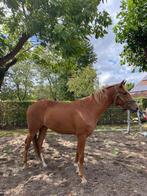 Veelbelovende 2 jarige merrie, Dieren en Toebehoren, Merrie, Springpaard, Gechipt, 0 tot 2 jaar