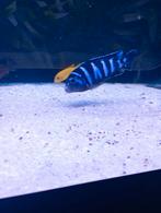 Petite promo pour 10 poisson, Dieren en Toebehoren, Vis