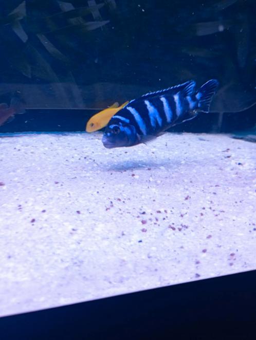 Petite promo pour 10 poisson, Dieren en Toebehoren, Vissen | Aquariumvissen, Vis