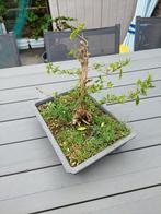 Serissa foetida pre bonsai, Tuin en Terras, Planten | Bomen, Ophalen