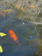 2x koi, Dieren en Toebehoren