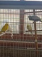 4 grasparkieten te koop geringt prijs is voor de 4, Dieren en Toebehoren, Vogels | Parkieten en Papegaaien