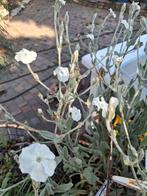 Graines de Pricknose White biologiques, Enlèvement ou Envoi