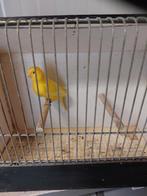 Kanaries Geel, Dieren en Toebehoren