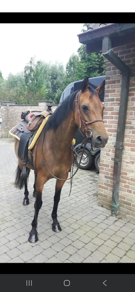 Halve stal, Dieren en Toebehoren, Paarden