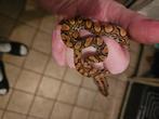 Boa arc-en-ciel de Guyane (Epicrates cenchria cenchria), Dieren en Toebehoren, Reptielen en Amfibieën, Slang