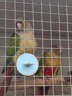 Perruas weg wegens stopzetting, Dieren en Toebehoren, Vogels | Kanaries