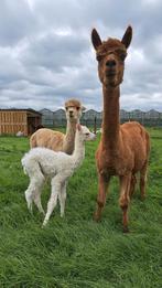 Alpaca merrie, Dieren en Toebehoren