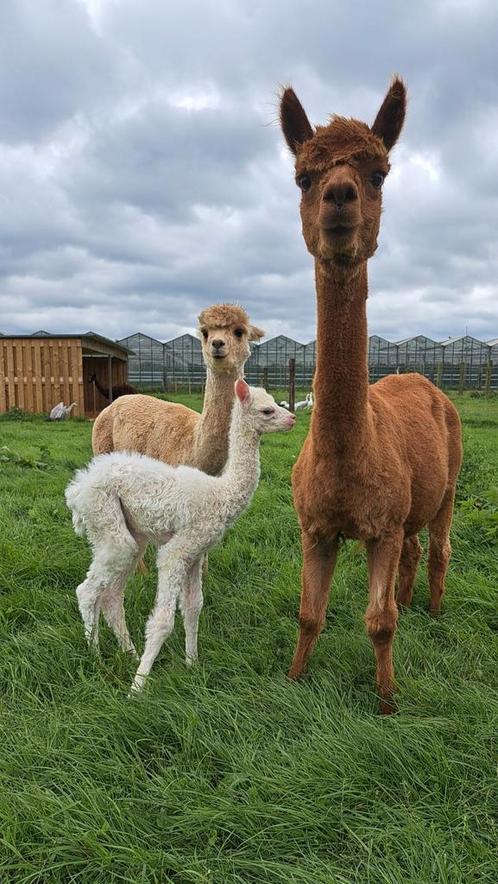 Alpaca merrie, Dieren en Toebehoren, Overige Dieren