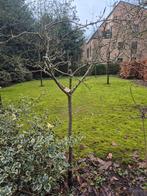 Perenboom halfstam, Tuin en Terras, Planten | Fruitbomen, Ophalen, 100 tot 250 cm, Perenboom