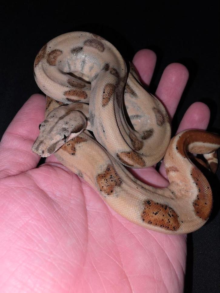 Super Hypo le bateau des neiges bébé mâle, Animaux & Accessoires, Reptiles & Amphibiens, Serpent, 0 à 2 ans