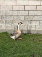 Knobbelgans mannetje, Dieren en Toebehoren