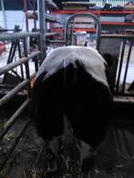 Bwb dikbil koe, Dieren en Toebehoren