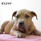 Amerikaanse Staffordshire Terriër (teefjes) pups te koop, Dieren en Toebehoren, Honden | Jack Russells en Terriërs, 15 weken tot 1 jaar