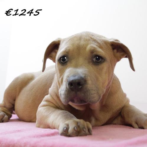 Amerikaanse Staffordshire Terriër (teefjes) pups te koop, Dieren en Toebehoren, Honden | Jack Russells en Terriërs, Teef, American Staffordshire Terriër