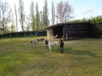 wij zoeken neerhof dieren, Dieren en Toebehoren, Schapen, Geiten en Varkens, Meerdere dieren, Geit, 6 jaar of ouder