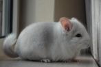 chinchilla 2 bokjes, Dieren en Toebehoren, November, Mannelijk, Chinchilla
