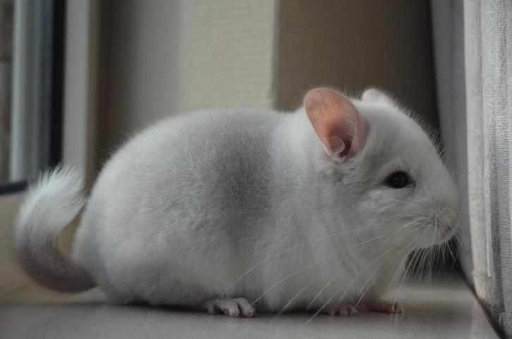 chinchilla 2 bokjes, Dieren en Toebehoren, Knaagdieren, Mannelijk, Chinchilla, November