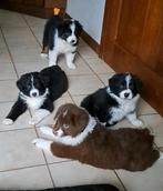 Lieve Australian Shepherd pups op boerderij geboren, België, CDV (hondenziekte), 8 tot 15 weken, Meerdere