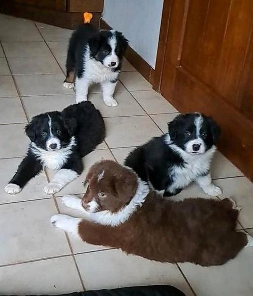 Lieve Australian Shepherd pups op boerderij geboren, Dieren en Toebehoren, Honden | Herdershonden en Veedrijvers, Meerdere dieren