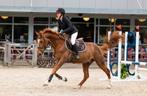 4 jarig springpaard ruin, Springpaard, Z, Gechipt, Ruin