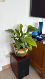 Kamerplant Lepelplant met sierpot, Ophalen