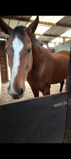 Weidegroep gezocht, Dieren en Toebehoren, Paarden, Merrie