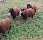 Schapen, Dieren en Toebehoren, Schapen, Geiten en Varkens, Meerdere dieren, Schaap, 0 tot 2 jaar
