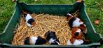 Jonge cavia' te koop, Dieren en Toebehoren, November, Meerdere dieren, Cavia