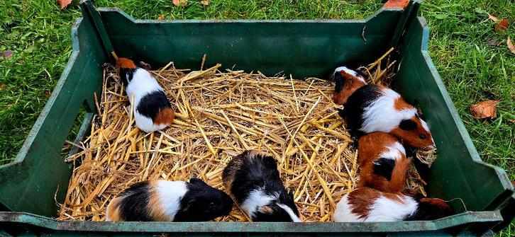 Jonge cavia' te koop, Dieren en Toebehoren, Knaagdieren, Meerdere dieren, Cavia, November