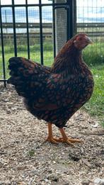 Wyandotte kriel hen 6 maand, Dieren en Toebehoren, Pluimvee