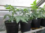 Balkon Tomaten planten, Tuin en Terras, Planten | Tuinplanten, Ophalen, Volle zon, Groenteplanten, Eenjarig