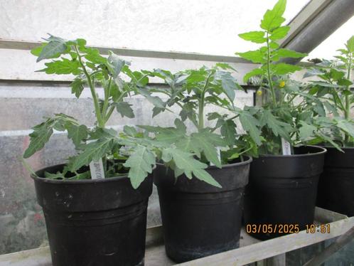 Balkon Tomaten planten, Tuin en Terras, Planten | Tuinplanten, Eenjarig, Groenteplanten, Volle zon, Zomer, Ophalen