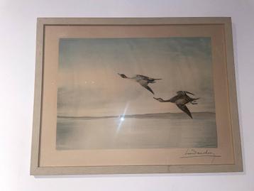 Léon Danchin — Ingelijste kleurenlithografie Ducks in flight beschikbaar voor biedingen